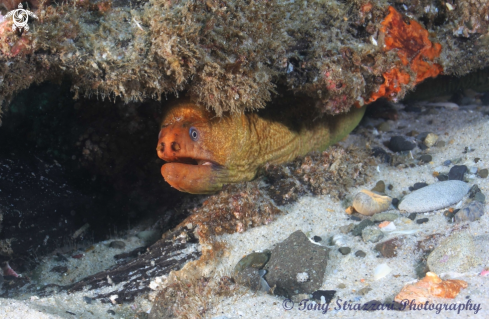A Gymnothorax prasinus | Giant moray