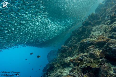 A Sardine Run