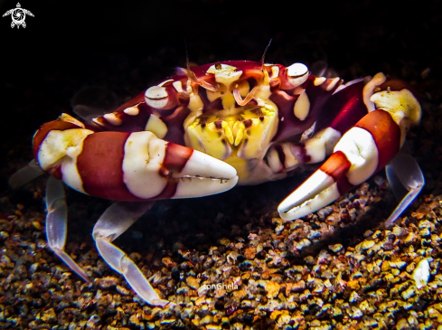 A Harlequin crab