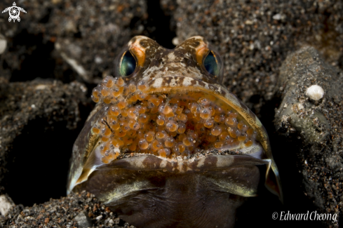 A jawfish