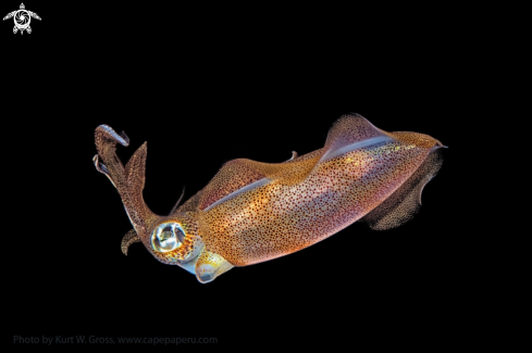 A Sepiotheutis lessonianaj | Squid 