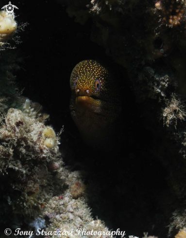 A Abbott's moray