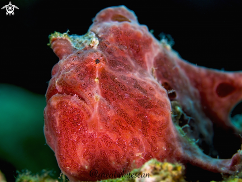 A Frogfish