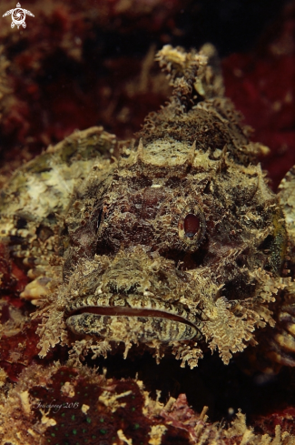 A Synanceia verrucosa  | Stone fish