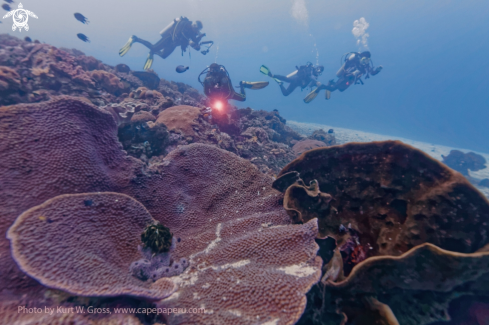 A Homo sapiens | People by diving