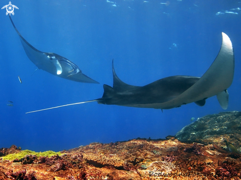 A Manta Ray