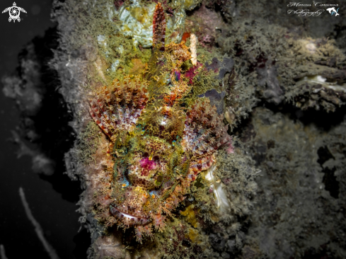 A Scorpion Fish