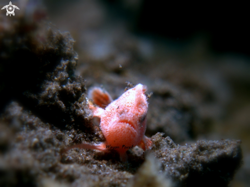 A Frogfish