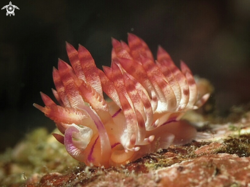 A Flabellina rubrolineata | Flabellina nudibranch