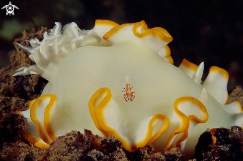 A Ardeadoris egretta v Periclimenes imperator | Nudi v emperor shrimp