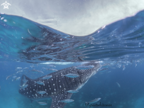 A Rhincodon typus | Whale Shark