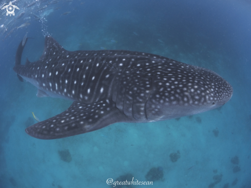 A Whale Shark