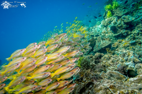 A Fish School