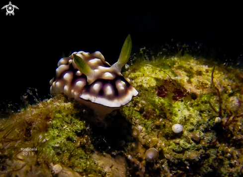 A Nudibranch