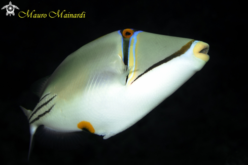 Picasso triggerfish