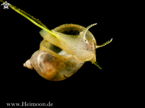 A Spitzschlammschnecke