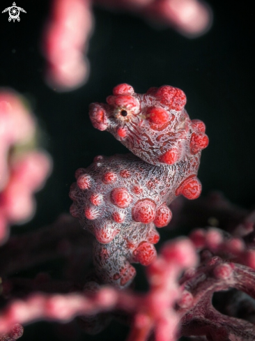 A Pygmy seahorse