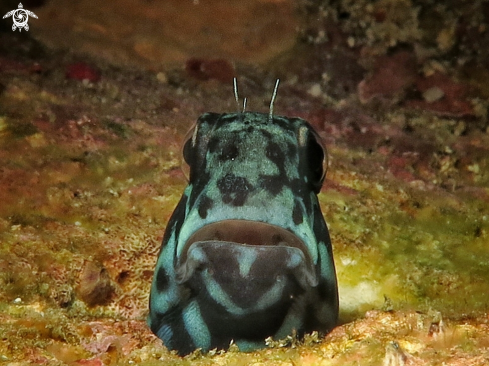 A Blenny fish