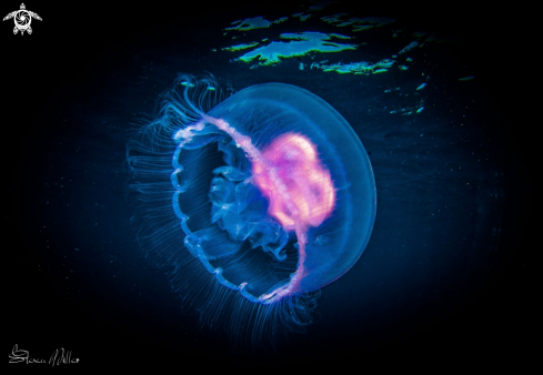 A Jellyfish