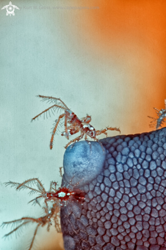 A Pseudoprotella phasma | Skeleton shrimp's on a starfish