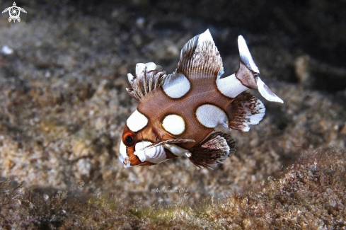 A Spotted sweetlips juvenile 