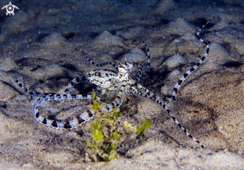 A Thaumoctopus mimicus | Mimic octopus