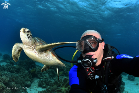 A Green Turtle