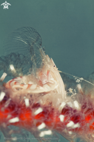 A Porcellanella triloba | Porzellan Crab