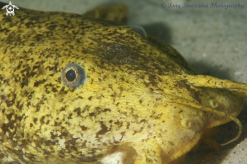 A Cnidoglanis macrocephalus | Estuarine Catfish