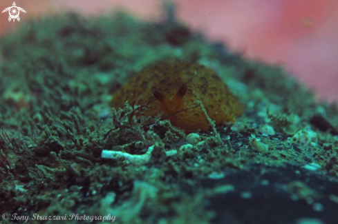 A Pleurobranchus peronii | Peron's Pleurobranchus