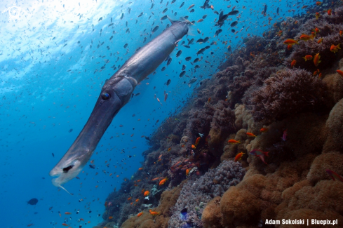 A Trumpetfish