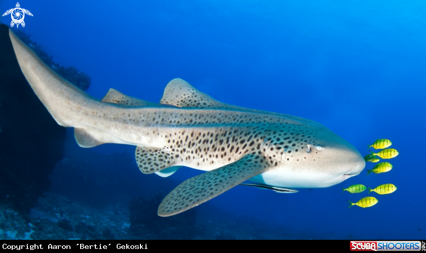 A Leopard shark