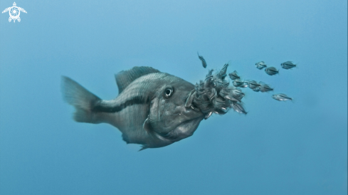 A Cichlid