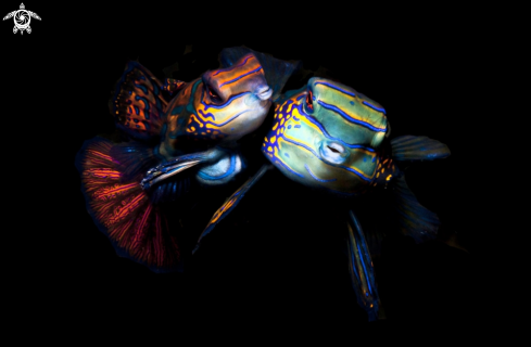 A Mandarinfish