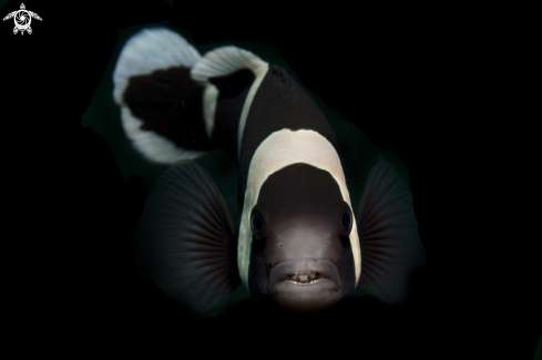 A Clownfish