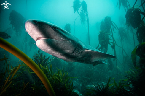 A Kelp forest