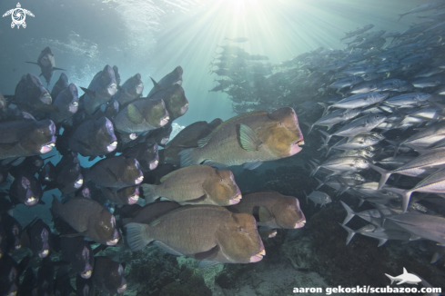 A Bumphead parrotfish and jackfish