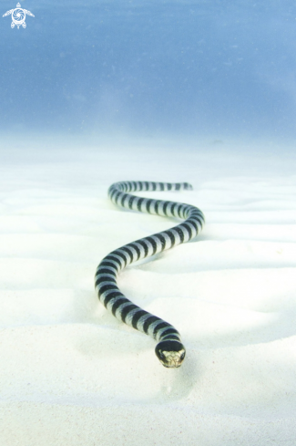 Seasnake