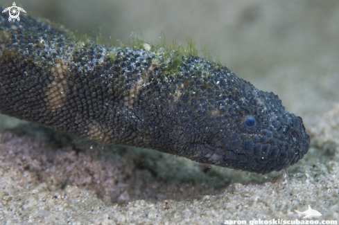 A Elephant trunk sea snake