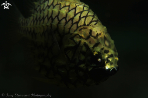 A Cleidopus gloriamaris | Pineapple fish