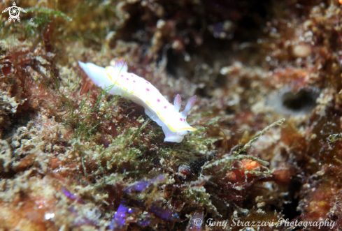 A Mexichromis festiva | Festive Mexichromis