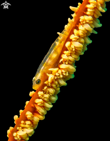 A Wire Coral Goby