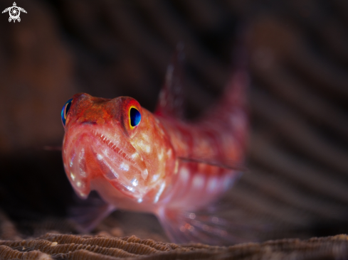 A Reef Lizardfish