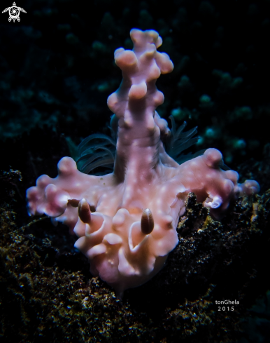 A Nudibranch