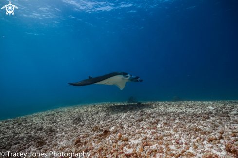 A Manta Ray