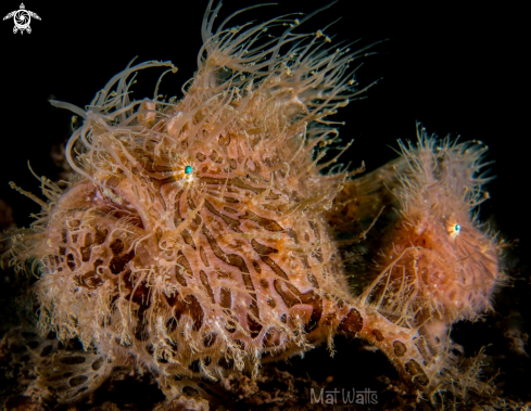 A Striated Hairy Frogfish