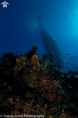 A Coral Reef