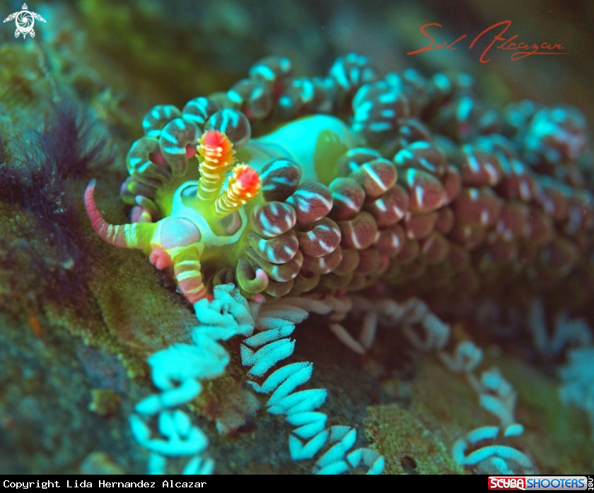 A Laying eggs Nudibranch