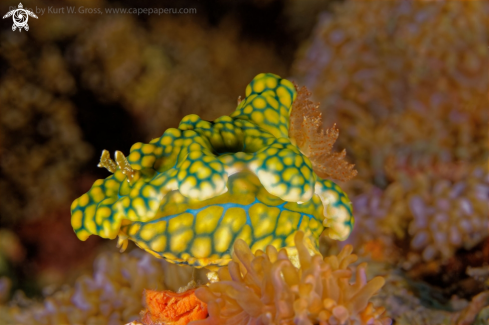 A Nudibranche