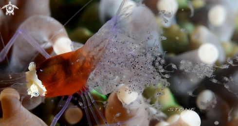 A Mushroom Coral Shrimp